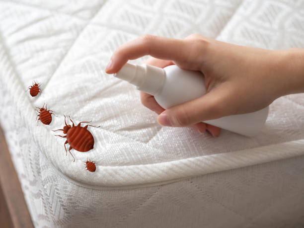 Best Insect Control  in Mount Ora, OH